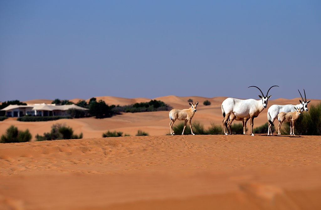 Al Maha Desert Resort & Spa 3