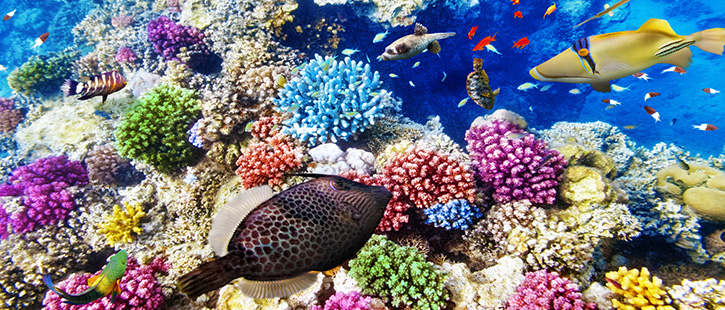 Great-Barrier-Reef-Underwater-2-725x310px