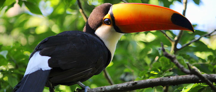 Nature-of-Brazil.-Parque-das-Aves-in-Iguazu---common-toco-toucan-(Ramphastos-toco)-bird.-725x310px