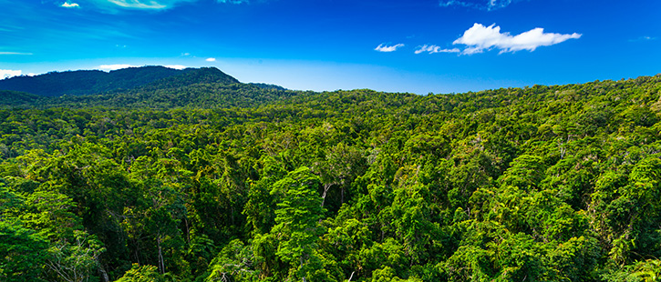 Rain-forest-from-air-near-Kuranda,-Queensland,-Australia-725x310px