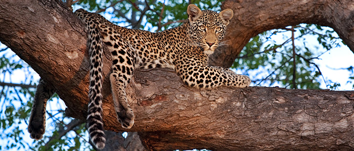african-leopard-725x310px
