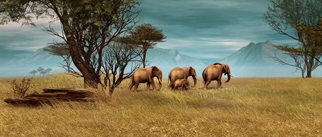 Südafrika Afrika Elefant